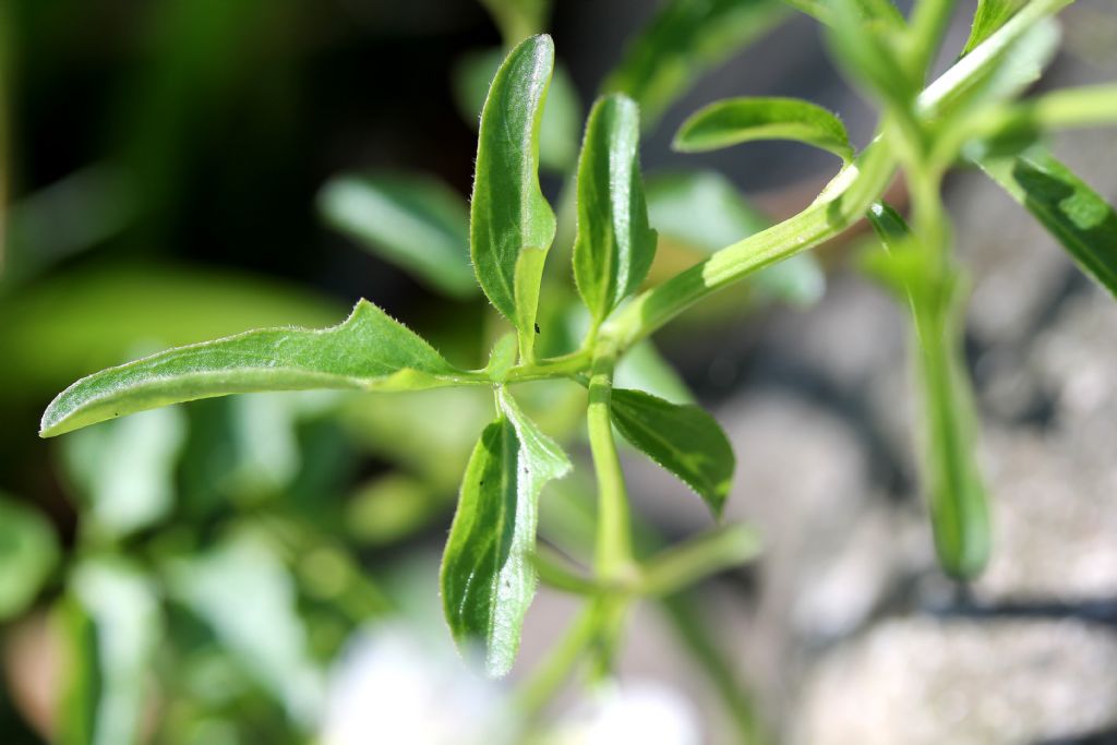 Nasturtium officinale? No, Cardamine amara